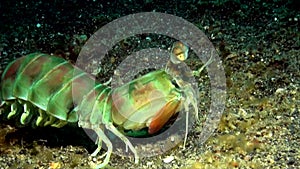 Mantis shrimp Lembeh strait Indonesia