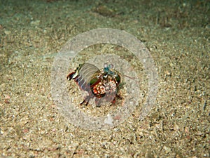 The mantis shrimp in Myanmar divesite