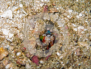 The mantis shrimp in Myanmar divesite