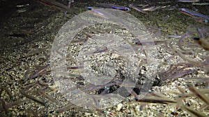 A mantis shrimp protrudes from a hole in the sand and catches small fish that have sailed to the light of an underwater lamp.