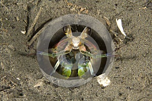 Mantis shrimp, toyan bay, catalina island, california. colorful