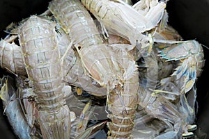 Mantis Shrimps close up shot in a pot