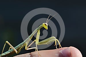 Mantis sits on a finger