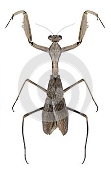 Mantis Sphodromantis viridis