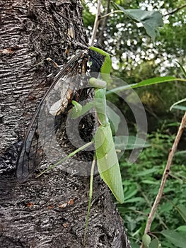 Mantis stalking cicada