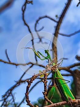 mantis standing