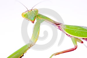 Mantis stare to you