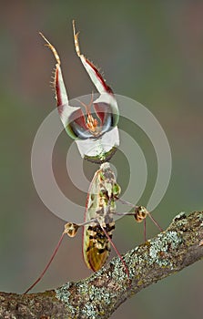 Mantis in a threat display