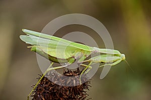 Mantis on the tong. Mating mantises. Mantis insect predator.