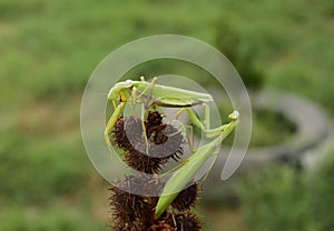 Mantis on the tong. Mating mantises. Mantis insect predator.