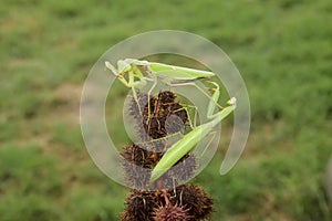 Mantis on the tong. Mating mantises. Mantis insect predator.