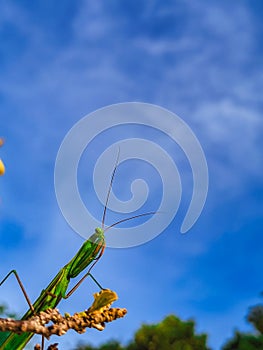 Mantis on Tree Branch Under Blue Sky