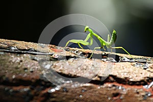 Mantis on tree, ready for hunting