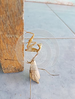 Mantis photo