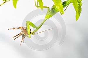 The mantis under the leaf on the white background