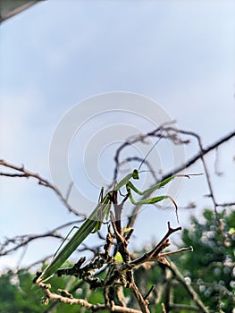 Mantis or walang kadung