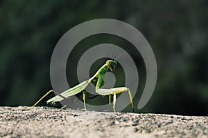 Mantis who live in Georgia