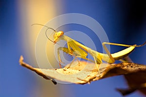Mantis in winter