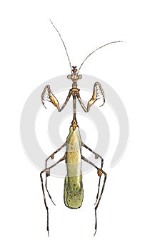 Mantises photo