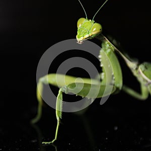 Mantises photo