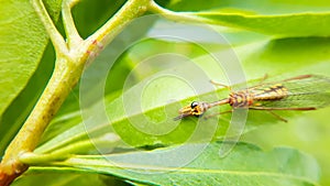 Mantispa styriaca insect on a green leaf
