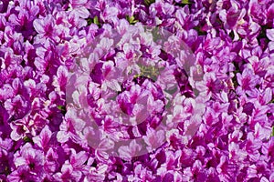 Mantle of pink flowers