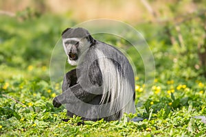 Mantled guereza also know as the black-and-white colobus monkey photo