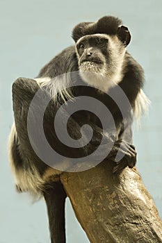 Mantled guereza Colobus guereza.