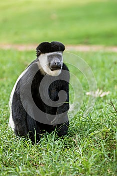 Mantled guereza (Colobus guereza), Lake Awassa, Ethiopia, Africa wildlife