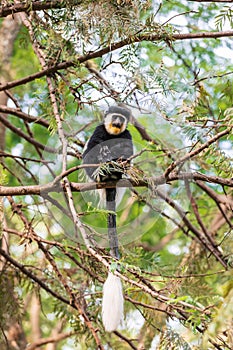 Mantled guereza (Colobus guereza), Lake Awassa, Ethiopia, Africa wildlife