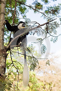 Mantled guereza (Colobus guereza), Lake Awassa, Ethiopia, Africa wildlife