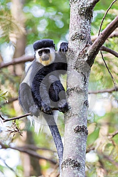 Mantled guereza (Colobus guereza), Lake Awassa, Ethiopia, Africa wildlife