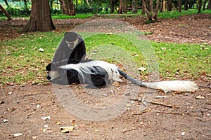 Mantled guereza (Colobus guereza), Lake Awassa, Ethiopia, Africa wildlife