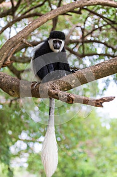 Mantled guereza (Colobus guereza), Lake Awassa, Ethiopia, Africa wildlife