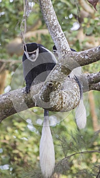 Mantled Guerezas on Tree Branch