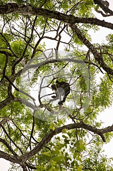 The mantled howler Alouatta palliata, or golden-mantled howling monkey in Arenal, Costa Rica