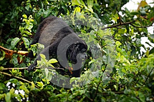 Mantled howler - Alouatta palliata or golden-mantled howling monkey, New World monkey, from Central and South America. Typical