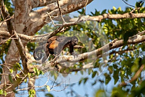 Mantled howler monkey