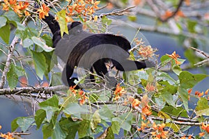 Mantled Howler Monkey  842373