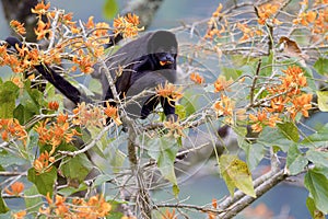 Mantled Howler Monkey  842384