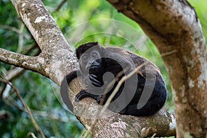 Mantled Howler Monkey - Alouatta palliata, beautiful noisy primate