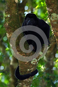 Mantled Howler Monkey Alouatta palliata in the nature habitat. Black monkey in the forest. Black monkey in the tree, Black monkey