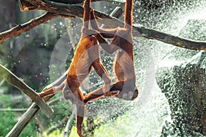 Mantled Howler Monkey Alouatta palliata in zoo Berlin