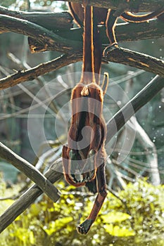 Mantled Howler Monkey Alouatta palliata in zoo Berlin