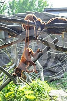 Mantled Howler Monkey Alouatta palliata in zoo Berlin