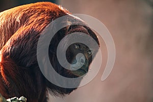 Mantled Howler Monkey Alouatta palliata in zoo Berlin