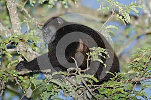 Mantled Howler Monkey, Costa Rica