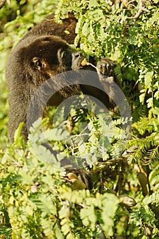 Mantled Howler Monkey, Costa Rica