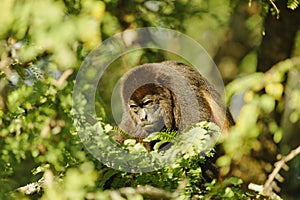 Mantled Howler Monkey, Costa Rica