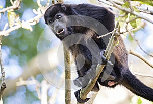 Mantled howler monkey, Costa Rica photo